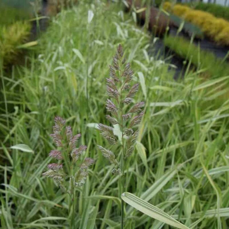 Miscanthus sinensis 'Variegatus' (v) ---